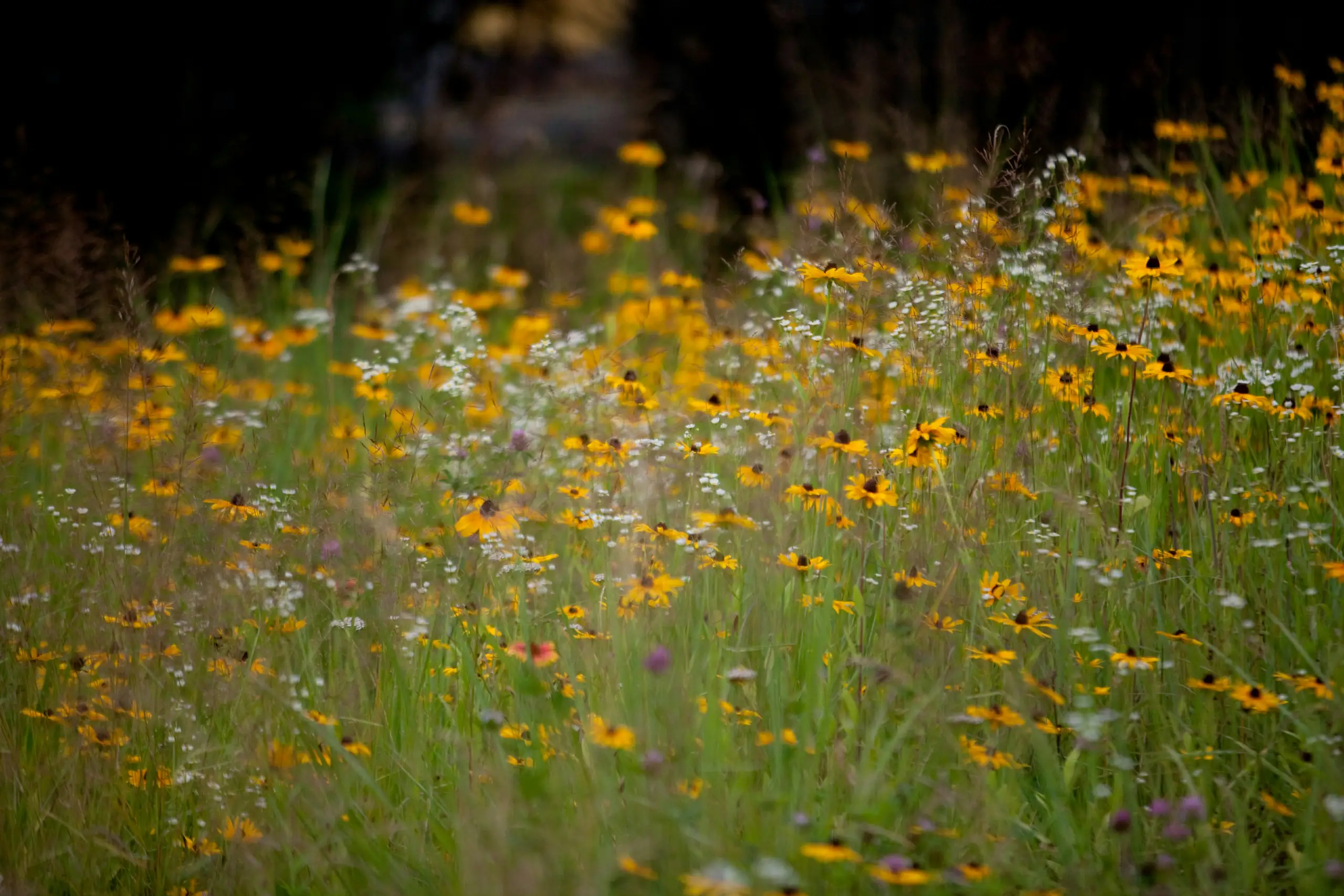 Local Nature Recovery Strategies – Free Webinar