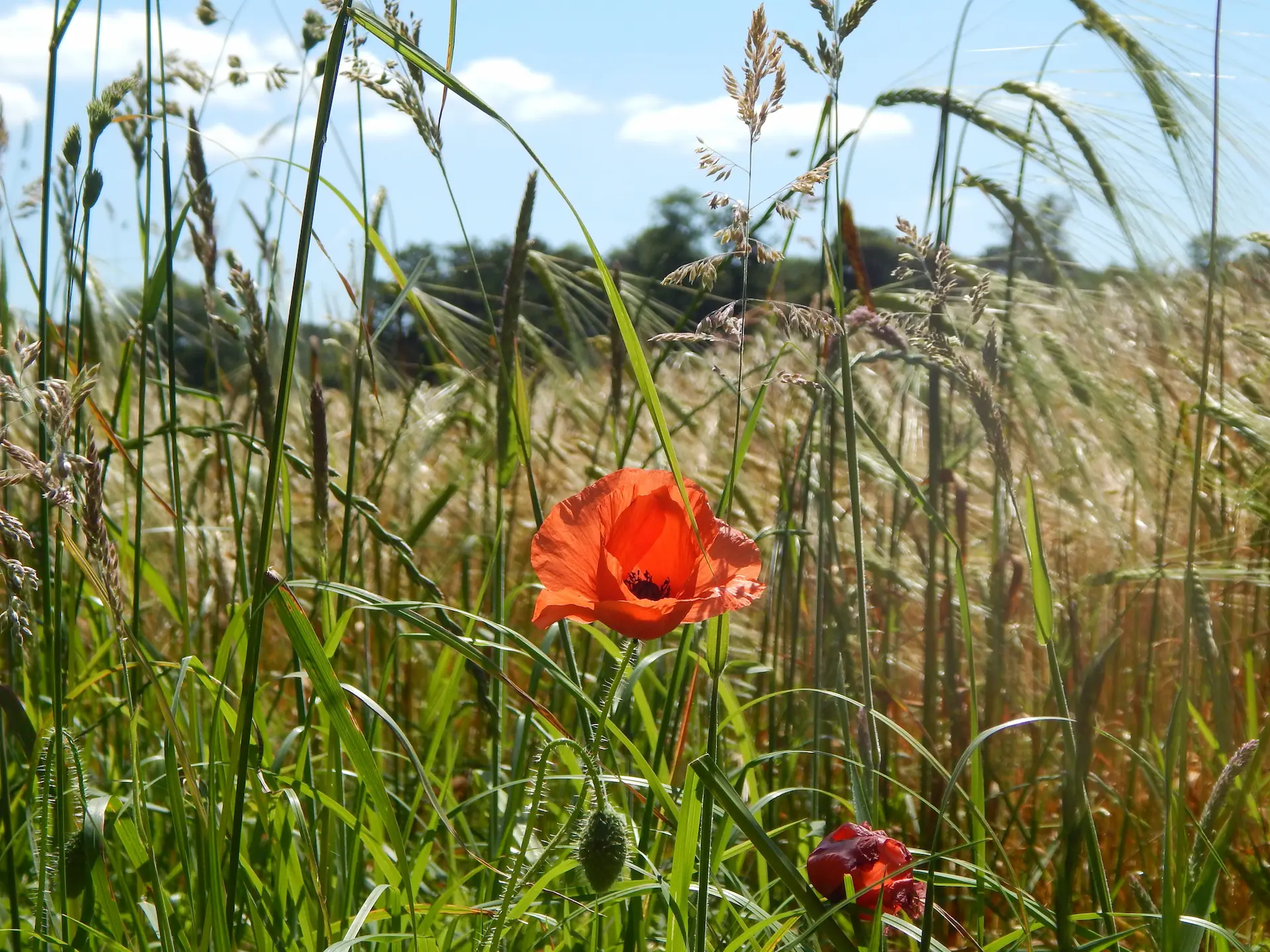 Poppies
