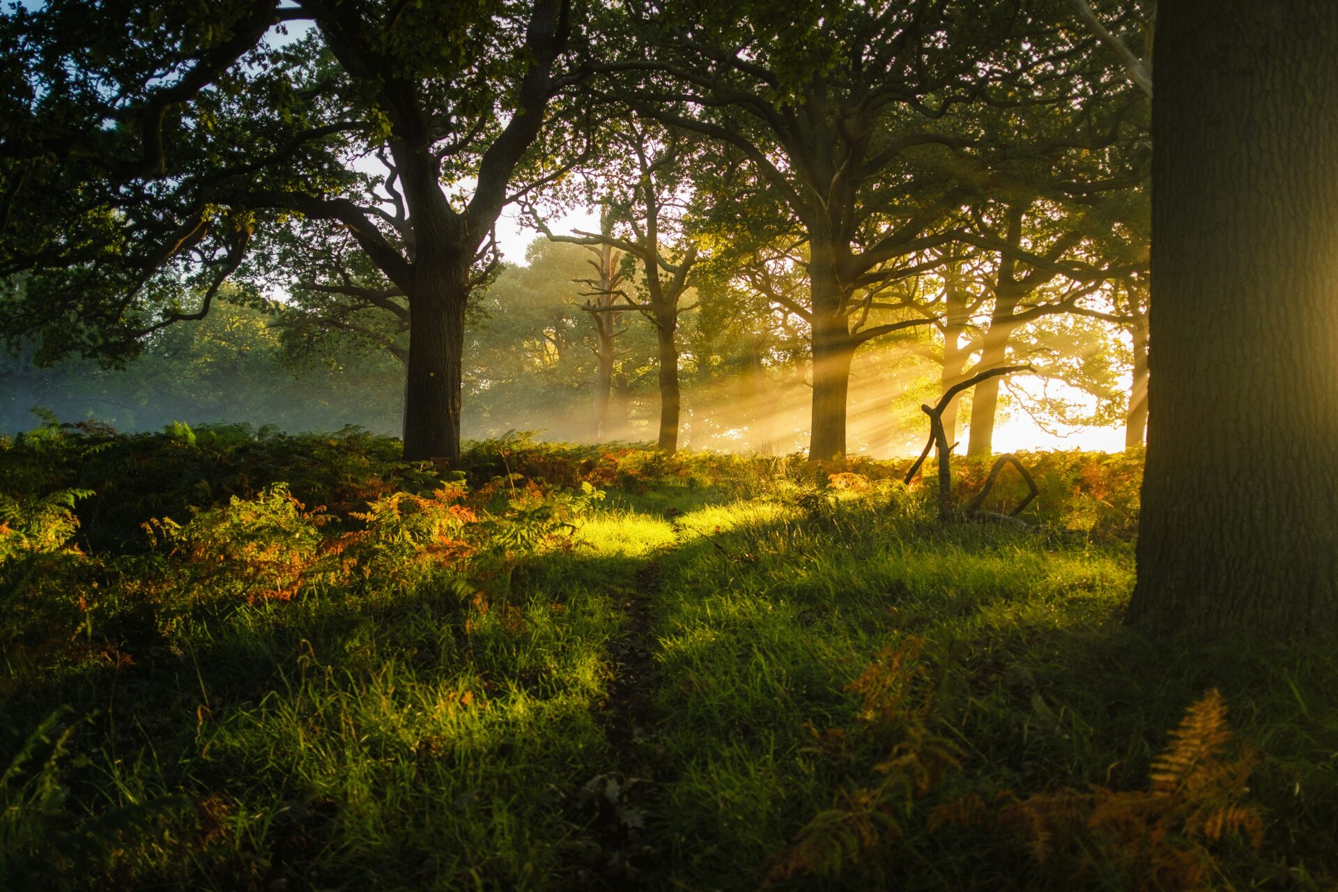 Simon wilkes rz4tS4kPzq8 unsplash